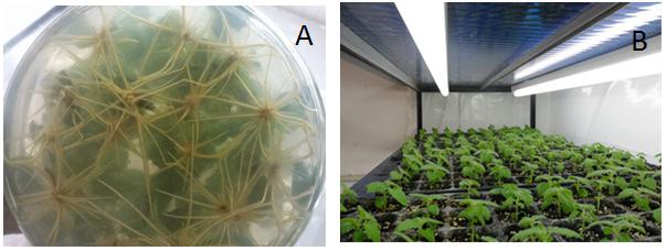 Figure 1. Paulownia plants following stages of rooting (A) and adaptation (B).