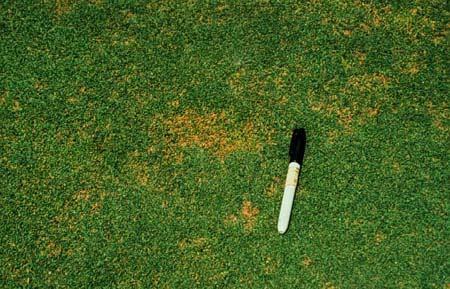 Page 1 of 6 Managing Turfgrass Diseases Department of Crop and Soil Sciences - Cooperative Extension Turfgrass Diseases Anthracnose Foliar Blight and Basal Rot, Colletotrichum graminicola Anthracnose