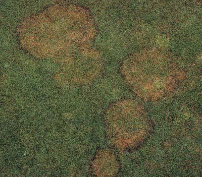 Page 4 of 6 Symptoms of brown patch on creeping bentgrass putting green. Note dark rings around periphery of patch (smoke rings). (photo courtesy of Dr.