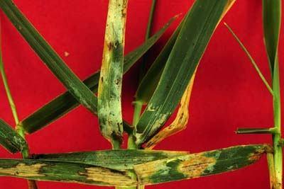 Page 5 of 6 Symptoms of brown patch on tall fescue leaves. Note irregular, light brown lesions with dark brown borders. (photo courtesy of Dr.
