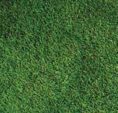 Having pioneered the fungicide and nutrient tank mixing concept, under an extensive trials programme at STRI, we are able to recommend both traditional and novel management options for