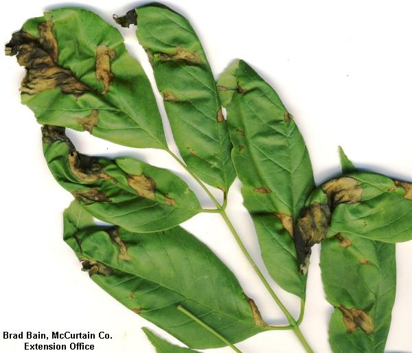 Anthracnose is popping up throughout Oklahoma Throughout much of Oklahoma; we have experienced a rainy spring with moderately warm temperatures.