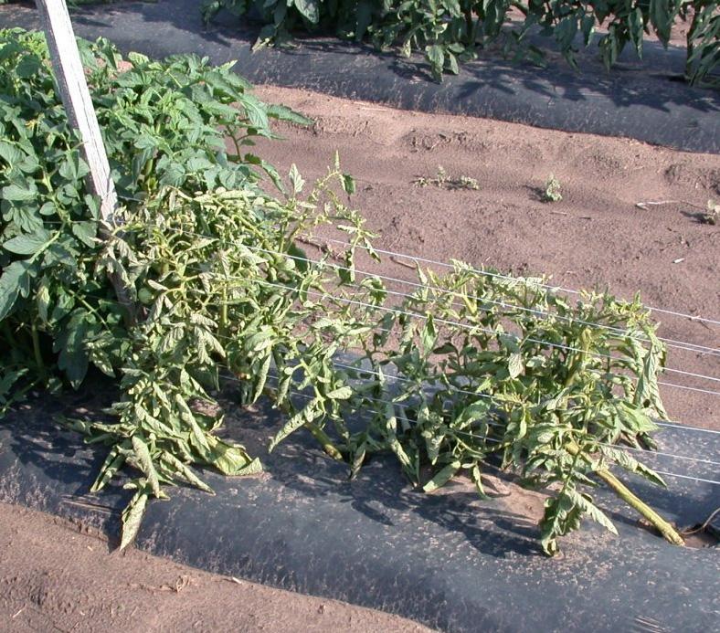 although the plants may show poor growth and vigor. All types of plants are susceptible to viruses agricultural crops, annuals, perennials, vegetables, and woody shrubs and trees.