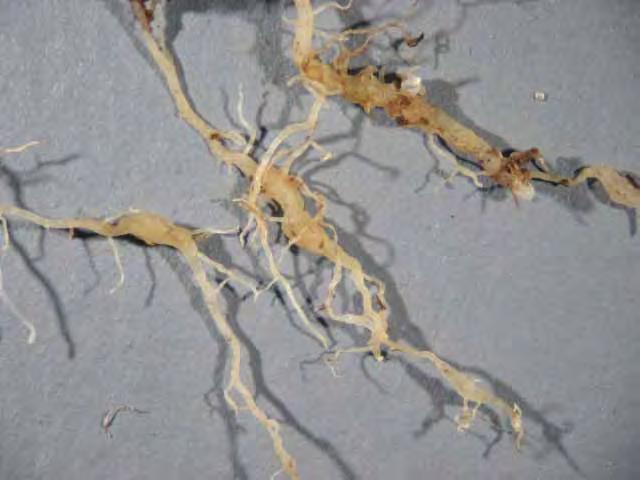 Root galls may = Root knot nematode A nematode infestation usually impairs root function and may lead to