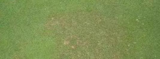 Anthracnose Caused by