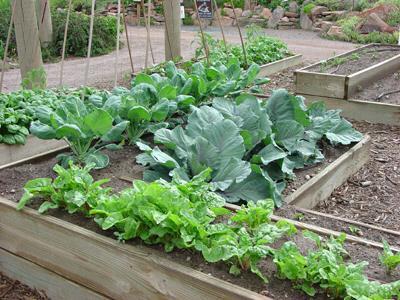Advantages of a Vegetable Garden Fresh vegetables
