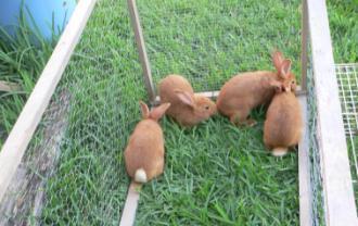 Pasturing Rabbits Healthier animal