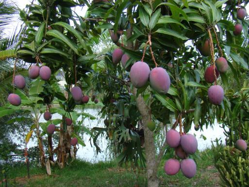 ) Guava Citrus Lychee