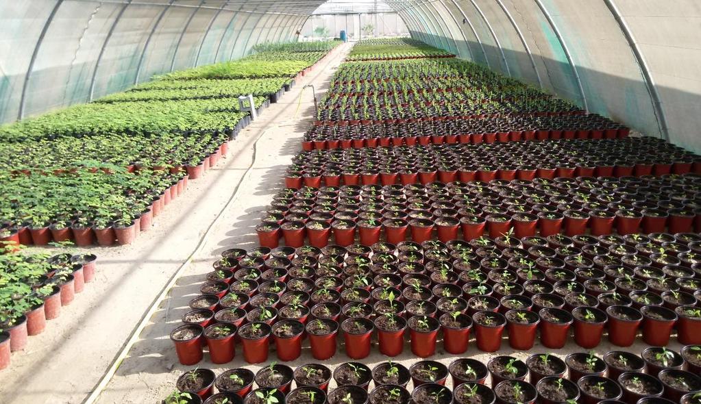 Nursery Our large modern nursery with fully irrigation and