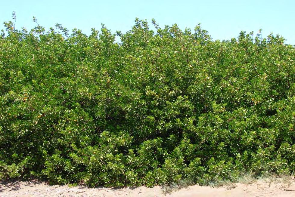 (Conocarpus erectus) *