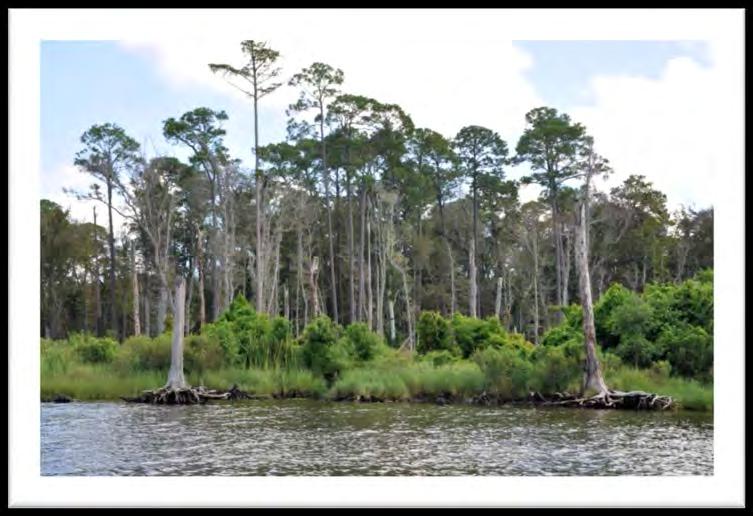 Protect and Preserve Mississippi s Natural Shorelines in Conjunction with