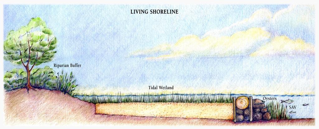 Living Shoreline Treatments Vegetation is dominant Riparian Buffer + Wetland Bank Grading & Sand create