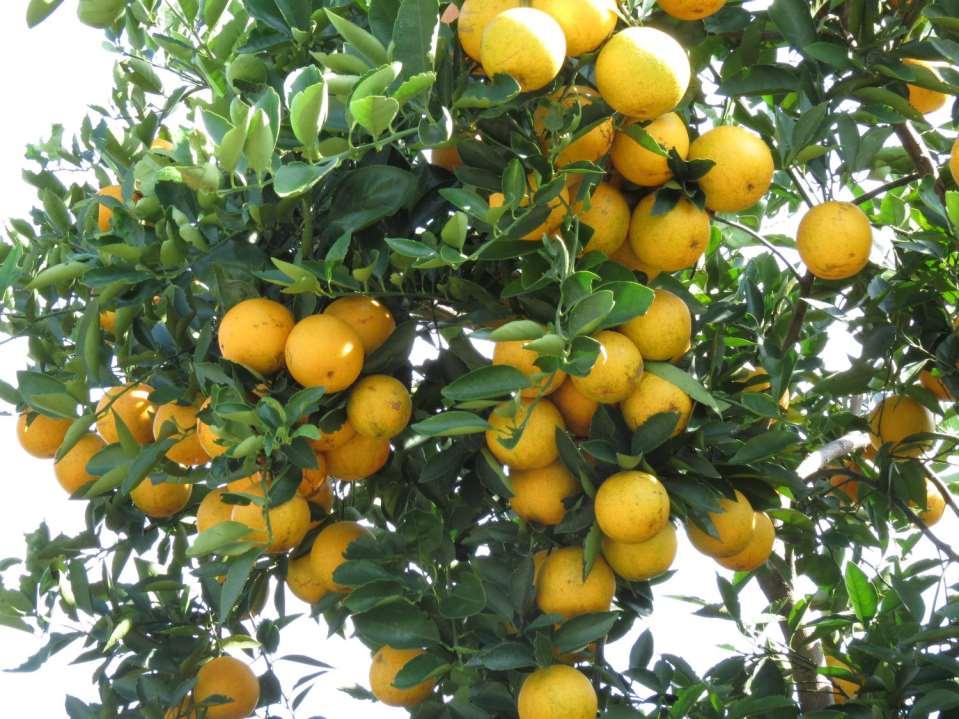 Citrus Responses to Intensive Fertigation Rate and Timing Arnold Schumann(UF/IFAS, CREC)
