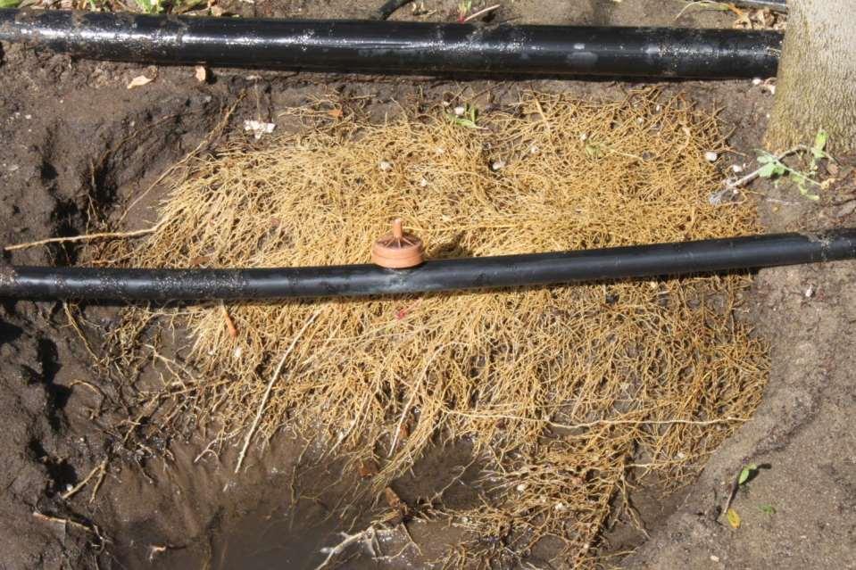 Drip fertigation develops healthy, dense feeder roots in