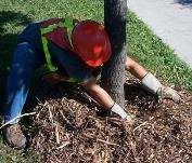 maintenance including hazard tree