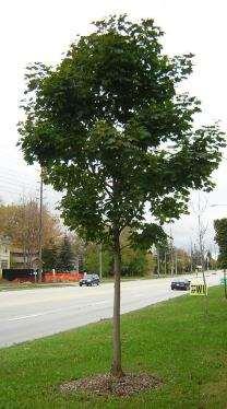 streetscaping Street design, urbanization and making space for trees Key