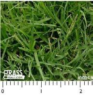 Personally, I would rather have a second type of grass growing in areas where my primary grass won t grow, than to have nature landscape (weeds) the area for me.