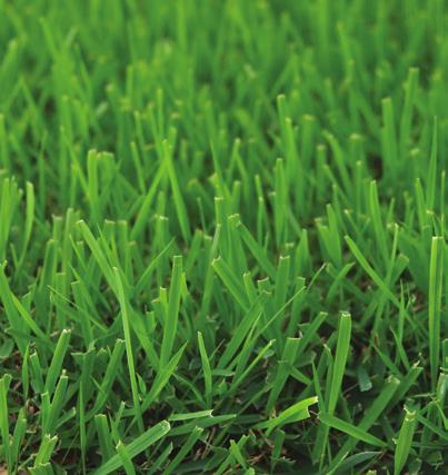 Augustinegrass Zoysiagrass *Minimum Light Requirement 6-8 Hours 7-8 Hours 5-6 Hours 5-8