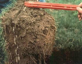 Primo MAXX Effect on Rooting Turf treated by Primo MAXX continues to carry on normal plant processes such as photosynthesis and
