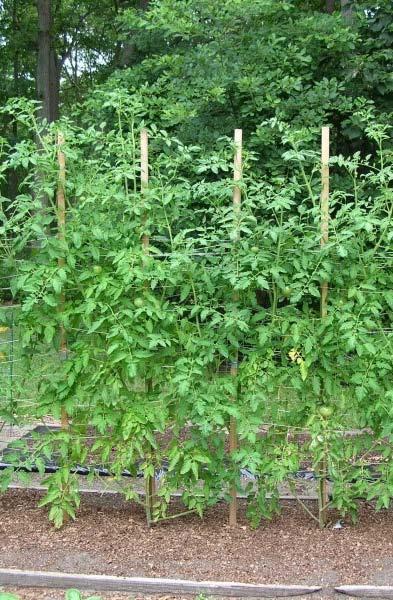 growing = tall plants Semi-determinate keep producing over long season