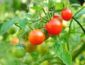 are most difficult Paste Tomatoes Aka