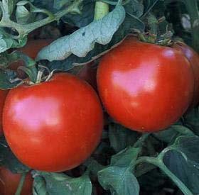similar, NOT F,N resistant Cherry Tomatoes Sweet 100, Sweet Million, and Juliet are favorites Amelia and Crista