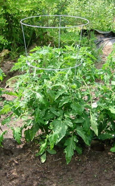 Cage tomatoes at planting time Avoid planting tomatoes in same location year after year Plant multiple varieties Plant in a couple of