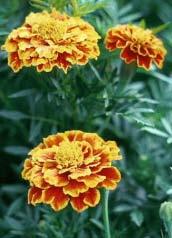 in rows or blocks Marigolds French or