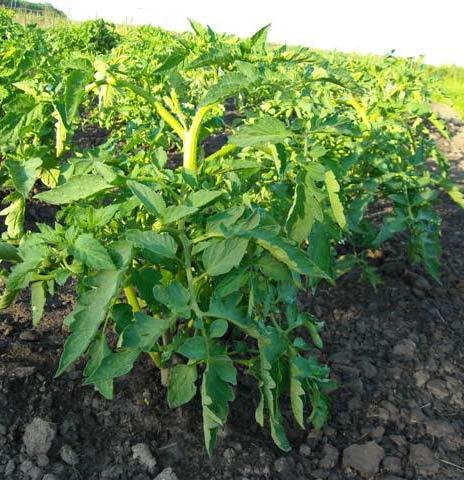 Tomatoes grow best in rich, dark soils Require good drainage but soil must also be