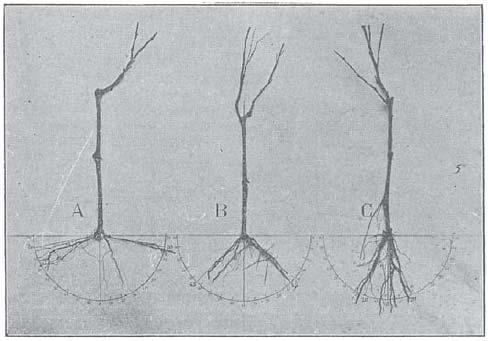 Root angle / Root architecture Assay: Background V.