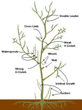 Suckers are branches that grow off of the roots. Watersprouts are like suckers, but they grow straight up in the interior of the tree.