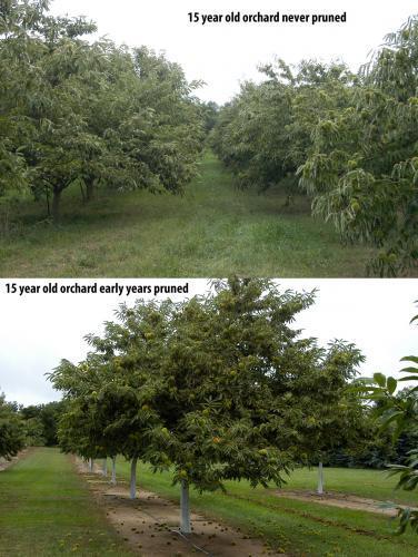 Photo 4. Two orchards with trees approximately the same age, but managed differently. One orchard well pruned (better control), and the other (organic orchard) never pruned since planting.