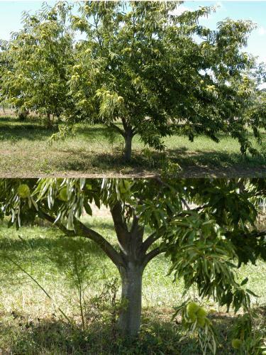 Photo 5. A 15-year-old Colossal chestnut tree that has never been pruned or trained. The older a tree becomes, the more difficult it will be to bring about a well-shaped, productive tree.