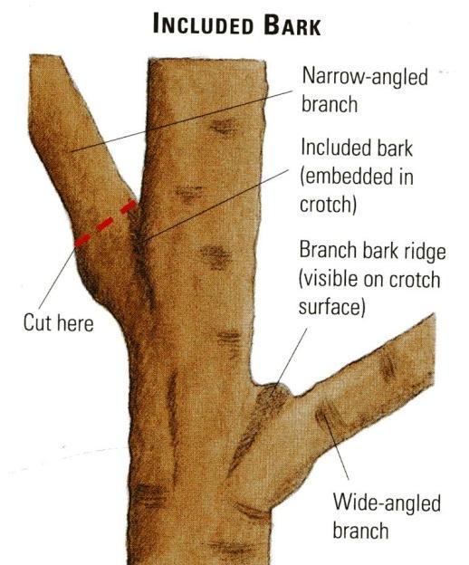 REASONS TO PRUNE Structural Strength: Increase the crotch angle of branches to greater than 30 degrees by spreading