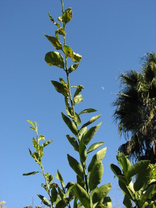 Understanding Citrus Growth Citrus growth occurs in several flushes during each year depending on climate.