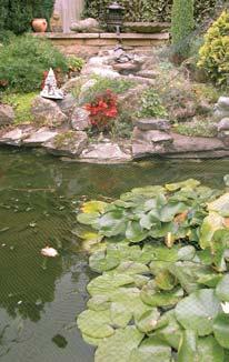 Ponds Water is essential for life so it is important to provide a supply for garden wildlife.