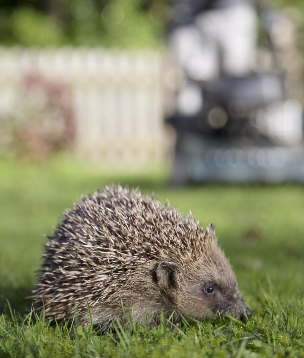 10 tips for encouraging hedgehogs