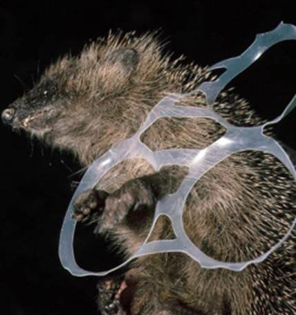 BHPS tip 4 Deal with netting and litter Hedgehogs