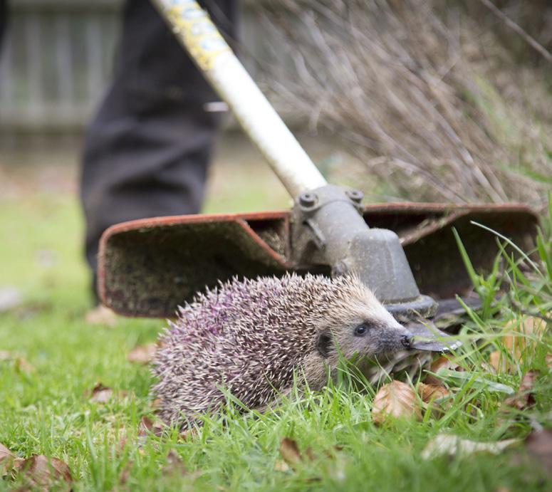 tip 7 Check before strimming Oliver Wilks Hedgehogs will not run away from the sound of a mower or strimmer check before you cut and avoid