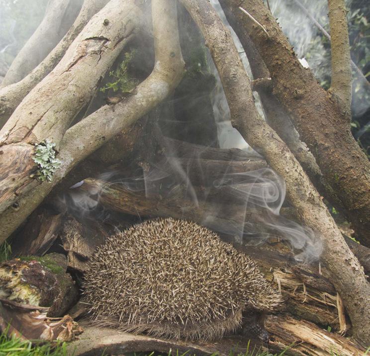 Moving a hedgehog family is more complicated and ideally they should be left undisturbed call BHPS for advice on 01584 890801.