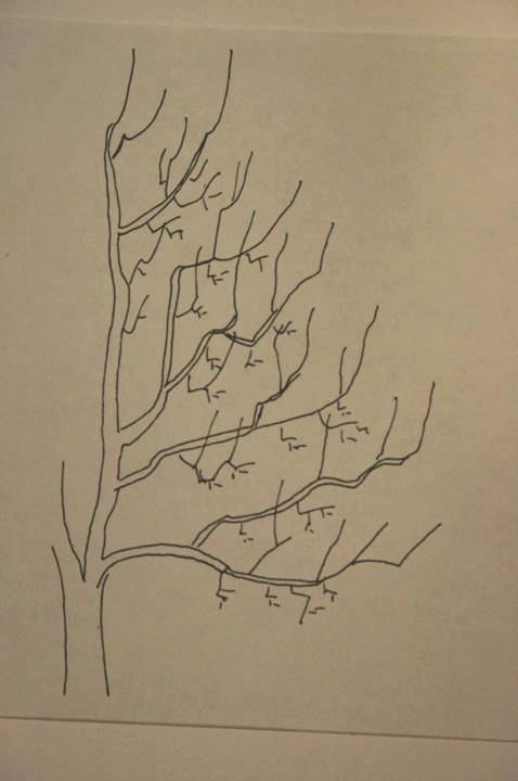 Ideal tree shape & branch spread from