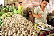 Garlic Adaptation to Production and