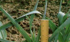 Hilling of leek for blanching Shallot Taxonomy, Origin, and Botany Species: Allium cepa var.