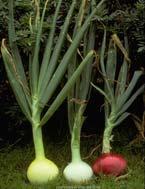 Allium Crops Cultural Information All are considered to be cool-season, hardy crops but grow in many climates Most are frost tolerant during early growth, less so during vegetative growth and