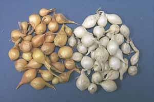 and harvest preparation Propagation Grown from seed (preferred), transplants, or bulbs
