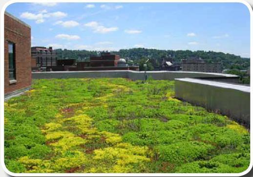 Extensive Green Roof Chesapeake