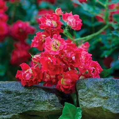 12-24 H 24 W Floriferous dwarf shrubs Red petite cluster cover the plant from spring to summer Strong disease resistance