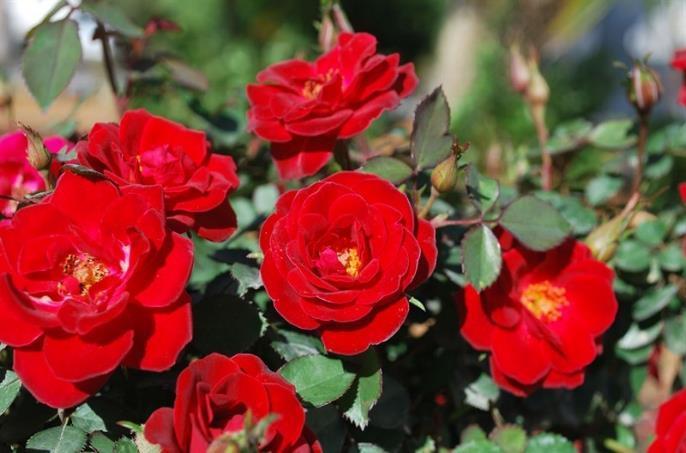14-24 H 12-18 W Compact shrub rose Long-flowering and performs well in heat and humidity Exceptional disease resistance True red double blooms have a
