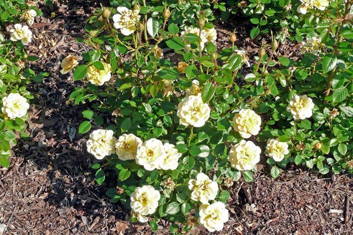 14-24 H 12-18 W Compact shrub rose Sunrosa Yellow Shrub Rose Long-flowering and performs well in heat and humidity Exceptional disease resistance.