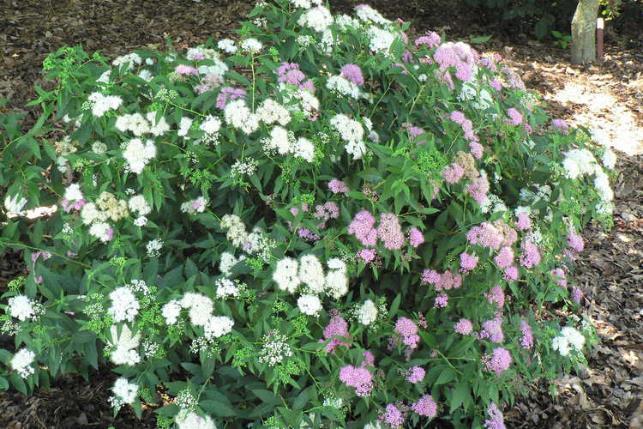 2-3 H 2-3 W Flowers forming flat clusters by mid-june in colors of white, pink and red Dense mounded shrub medium green leaves Grows best in